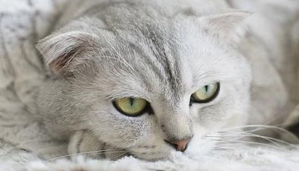 开云体育官方网入口-国内外电竞赛事合作持续深化，行业格局调整，国外电竞比赛