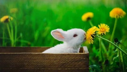 开云全站-骑士队球员集体感冒！战力受损！，骑士 队员