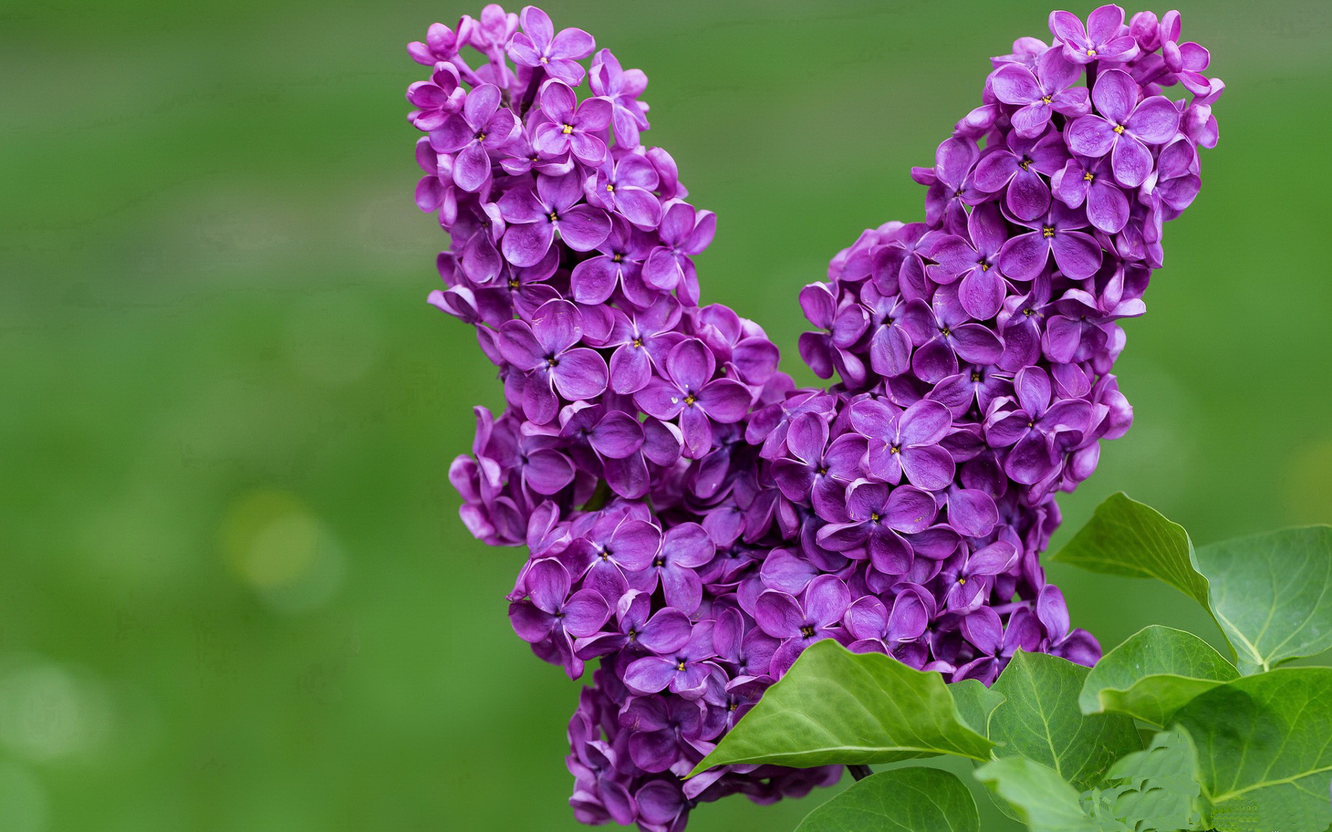 “法甲焦点战役:抢分大战激烈,悬念不断”,法甲首战