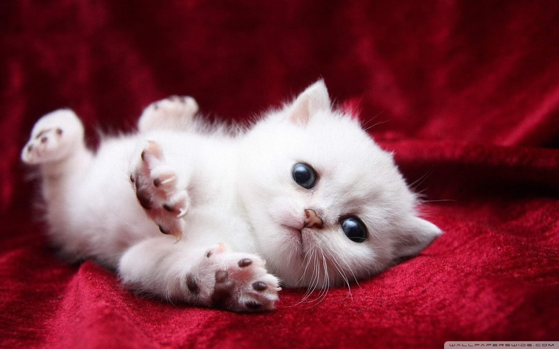 kaiyun官方入口登录-伊朗马术协会与学校合作，开展马术教育课程，推广马术文化。，伊朗运动员马赛克