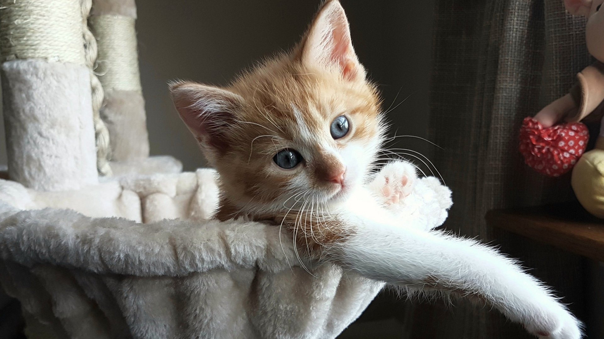 尼斯在法甲联赛中获得第五名,尼斯在法甲联赛中获得第五名吗