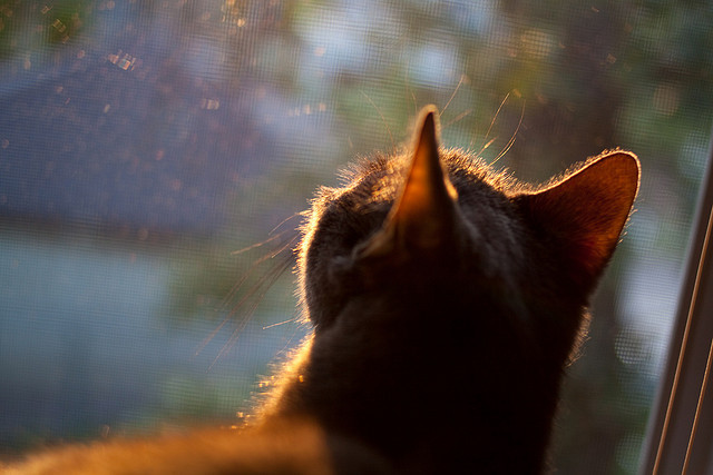 kaiyun登录入口-意甲：桑普多利亚1-4完败给亚特兰大，场面一面倒