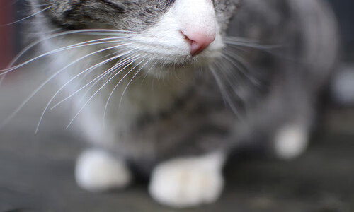 意甲：米兰双雄继续追赶领头球队，积分差距缩小到5分，米兰意甲夺冠阵容