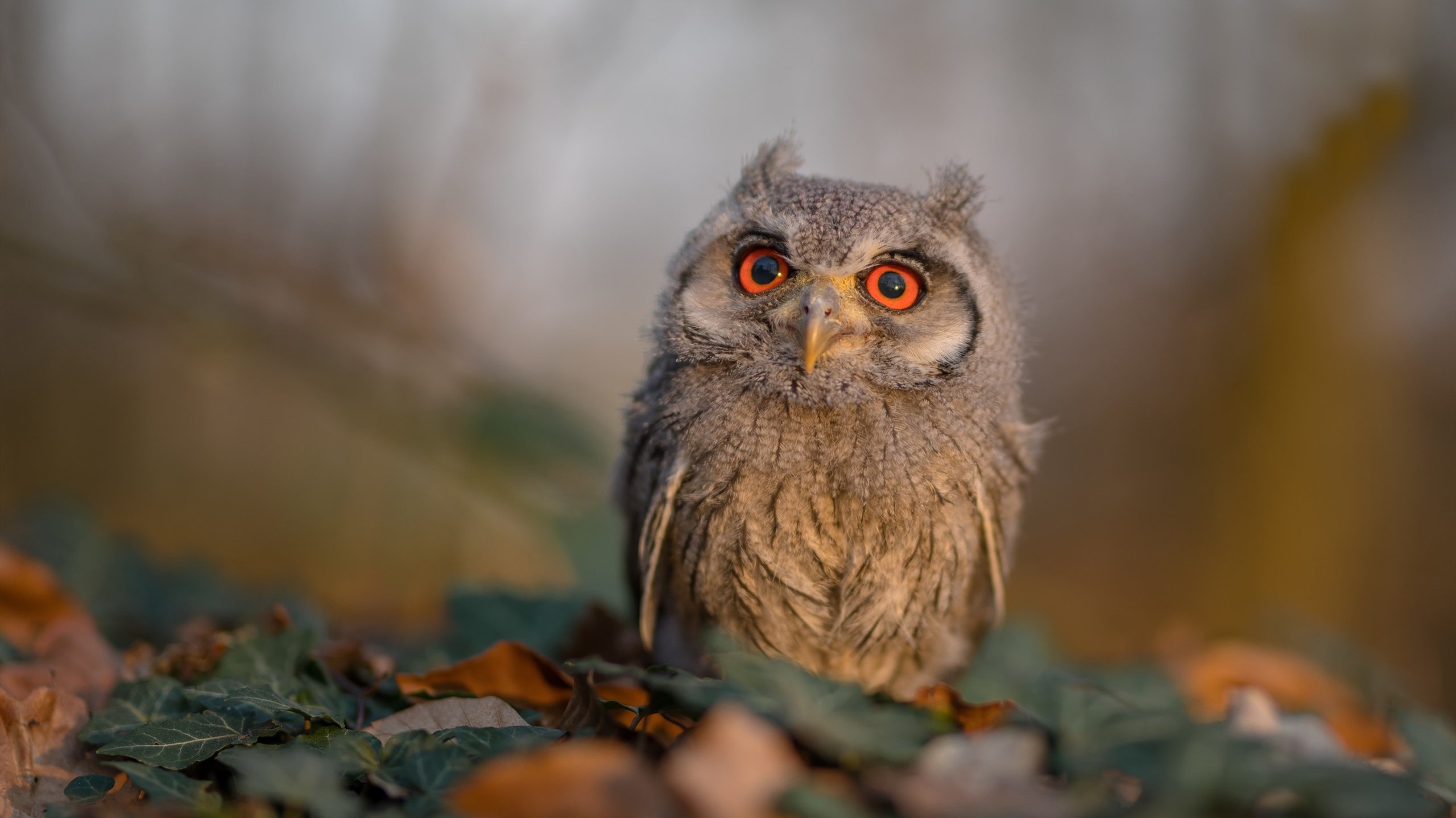 未来联盟:沉浸式虚拟比赛引领新视觉体验,未来联盟门面