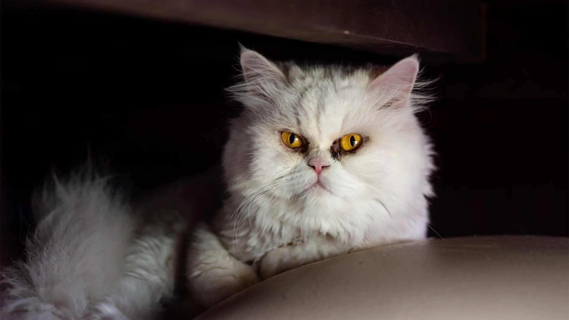 LCS夏季赛精彩回顾,lcs赛区夏季赛冠军