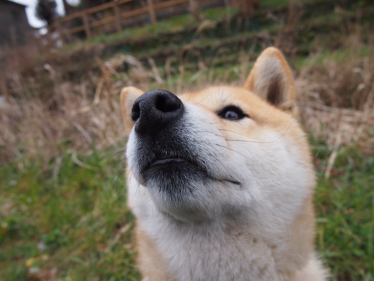 开云平台-东契奇赛季多次关键得分，东契奇季后赛首秀42分