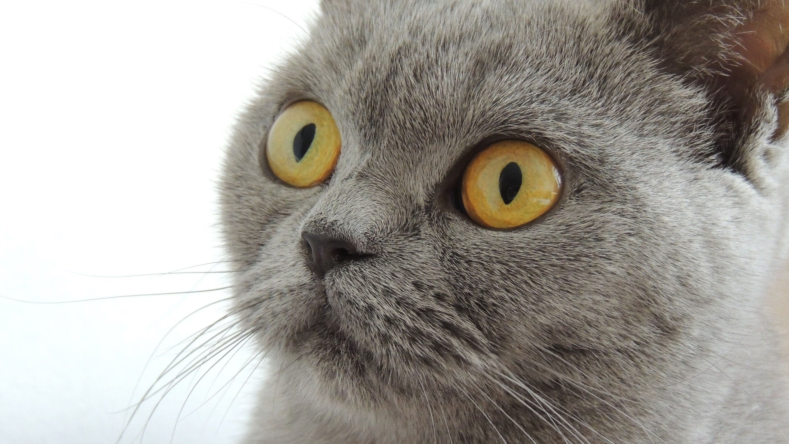 东契奇赛季多次关键得分，东契奇季后赛首秀42分