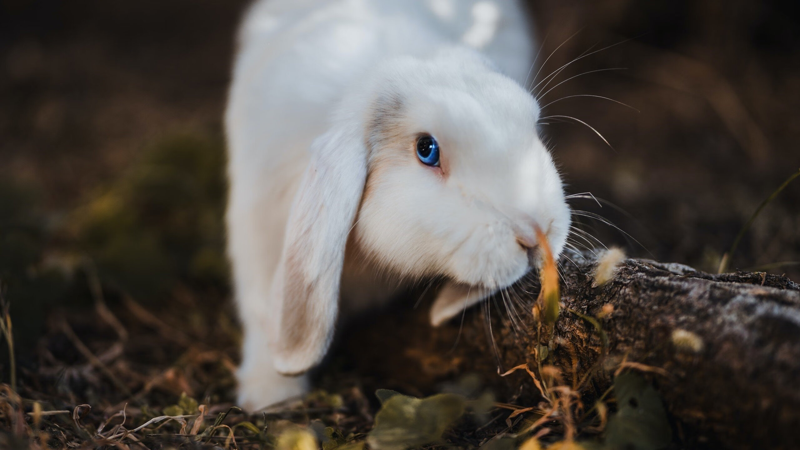 东契奇连续三场三双状态恐怖,东契奇三双纪录