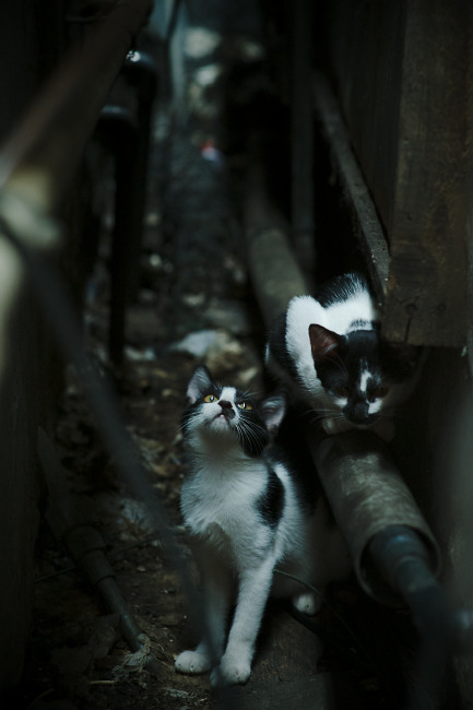 开云网页版-澳大利亚球队逆转胜国内劲旅，晋级八强，澳大利亚队实力