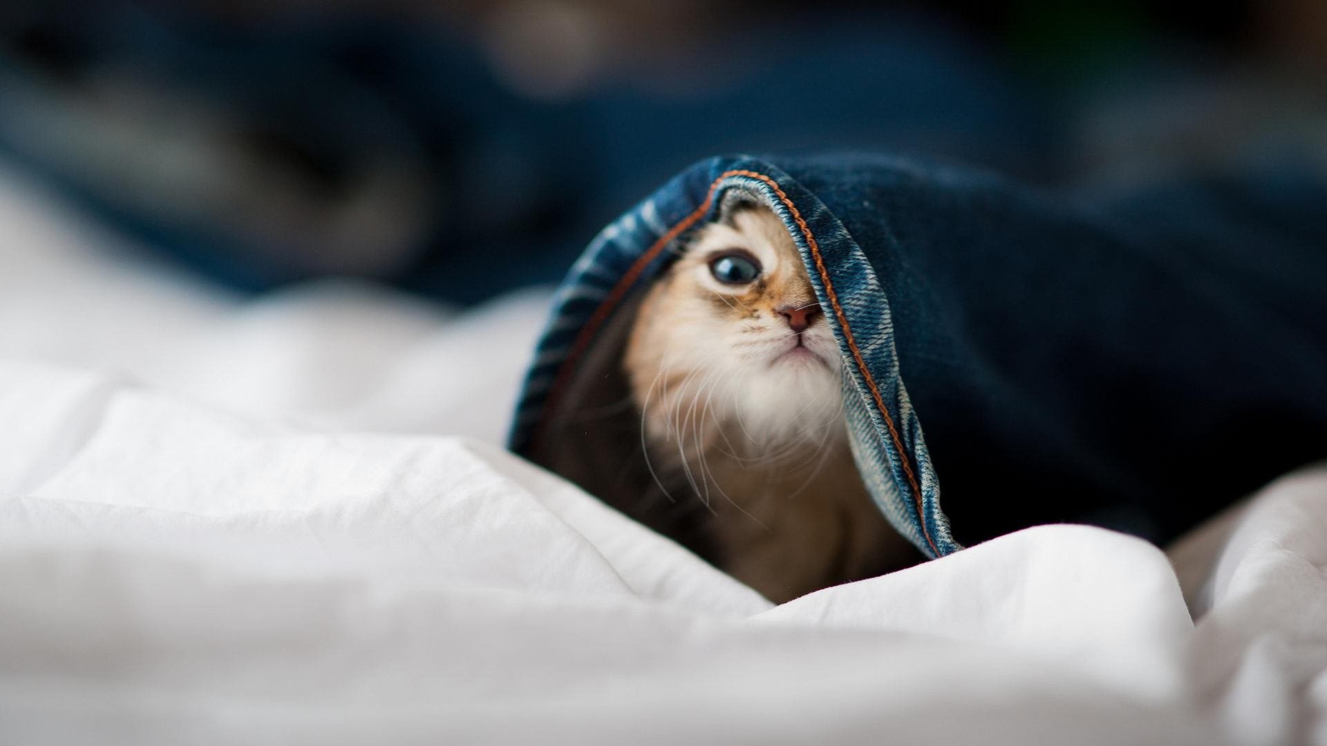 羽毛球苏迪曼杯中国队晋级四强，羽毛球比赛结果苏迪曼杯