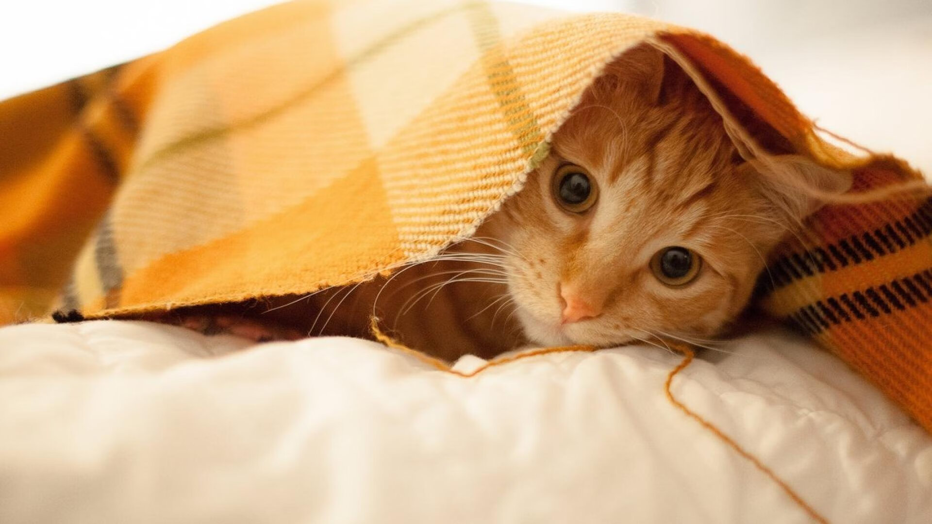 裁判严格执法,确保比赛公平竞争!,比赛中裁判如何掌握有利原则