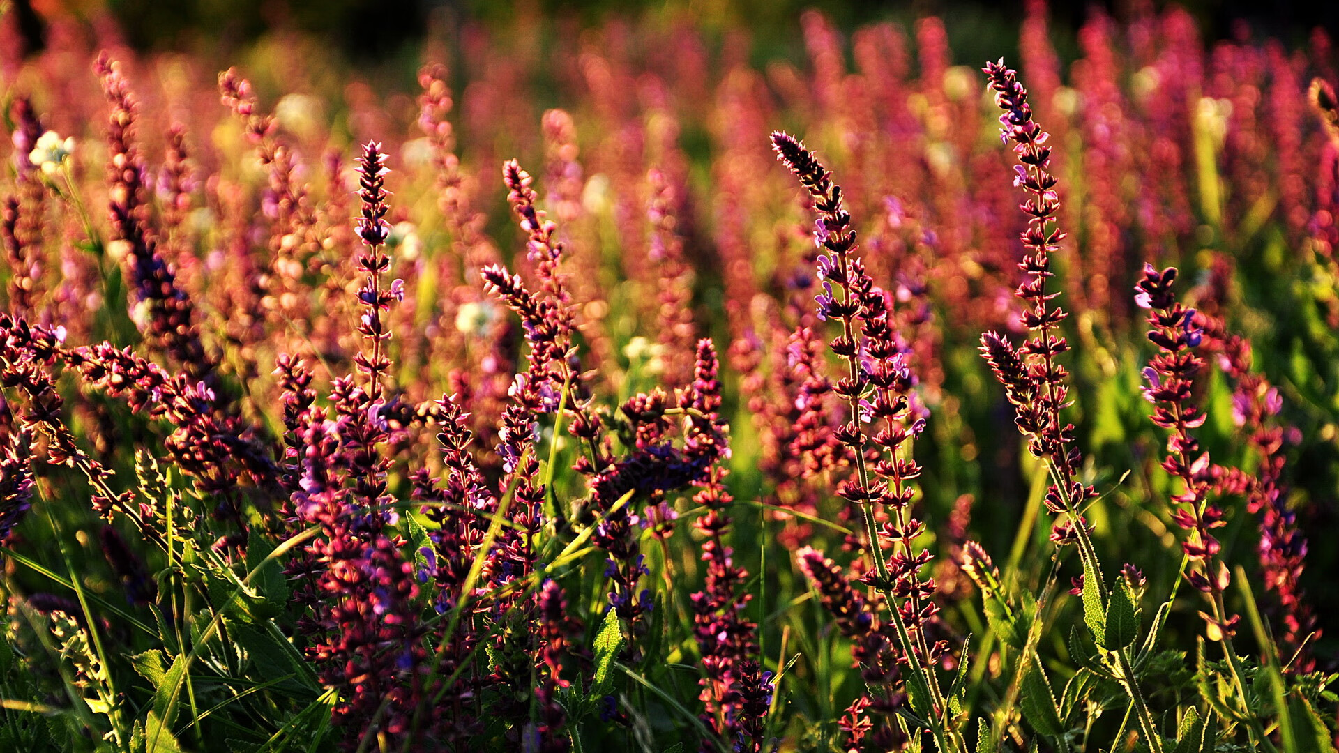开云官网登录-200蝶比赛节奏分布详解，200蝶泳决赛回放