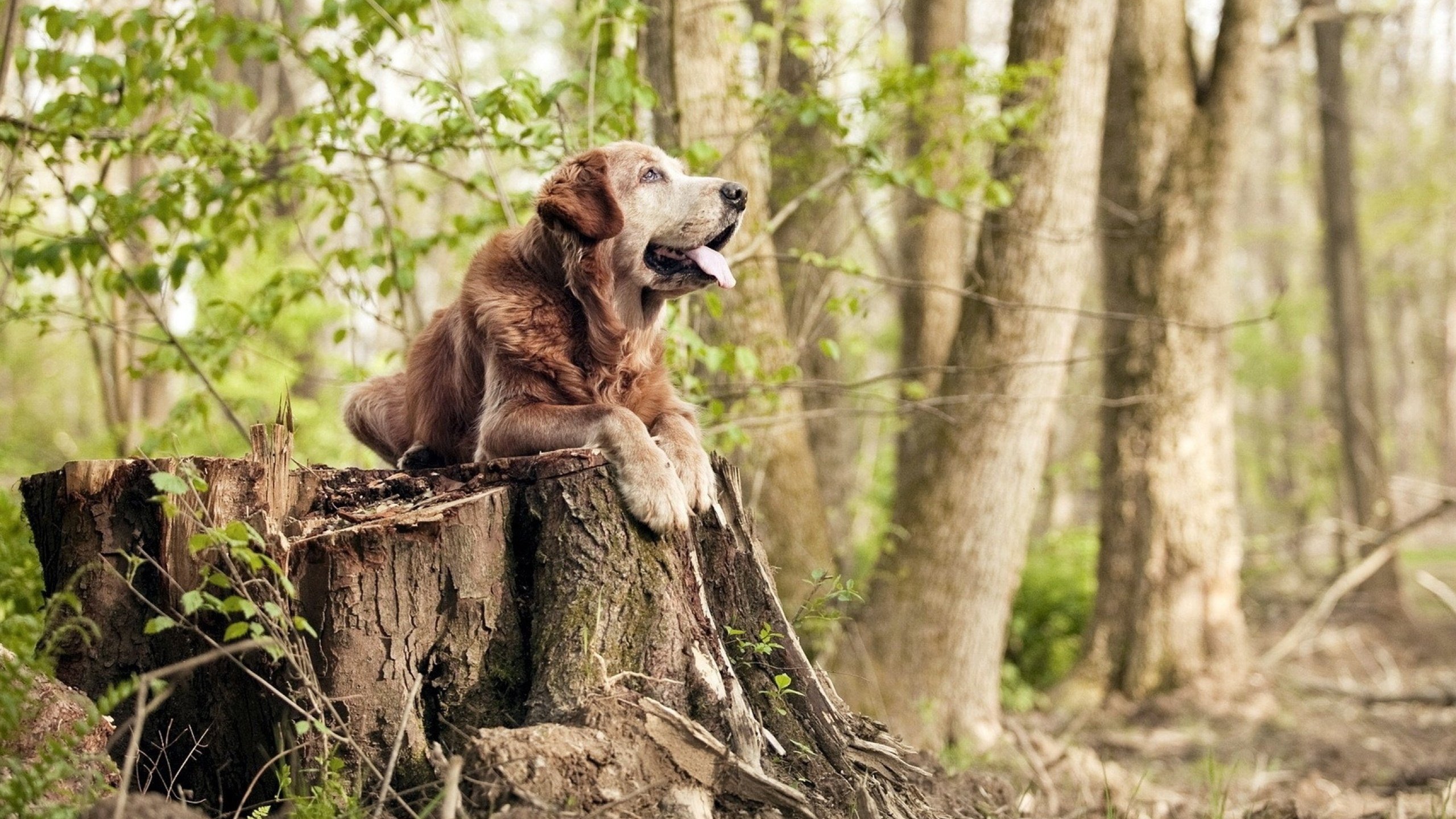 开云入口-CBA球队赛季目标明确 争夺冠军激烈，cba总赛制