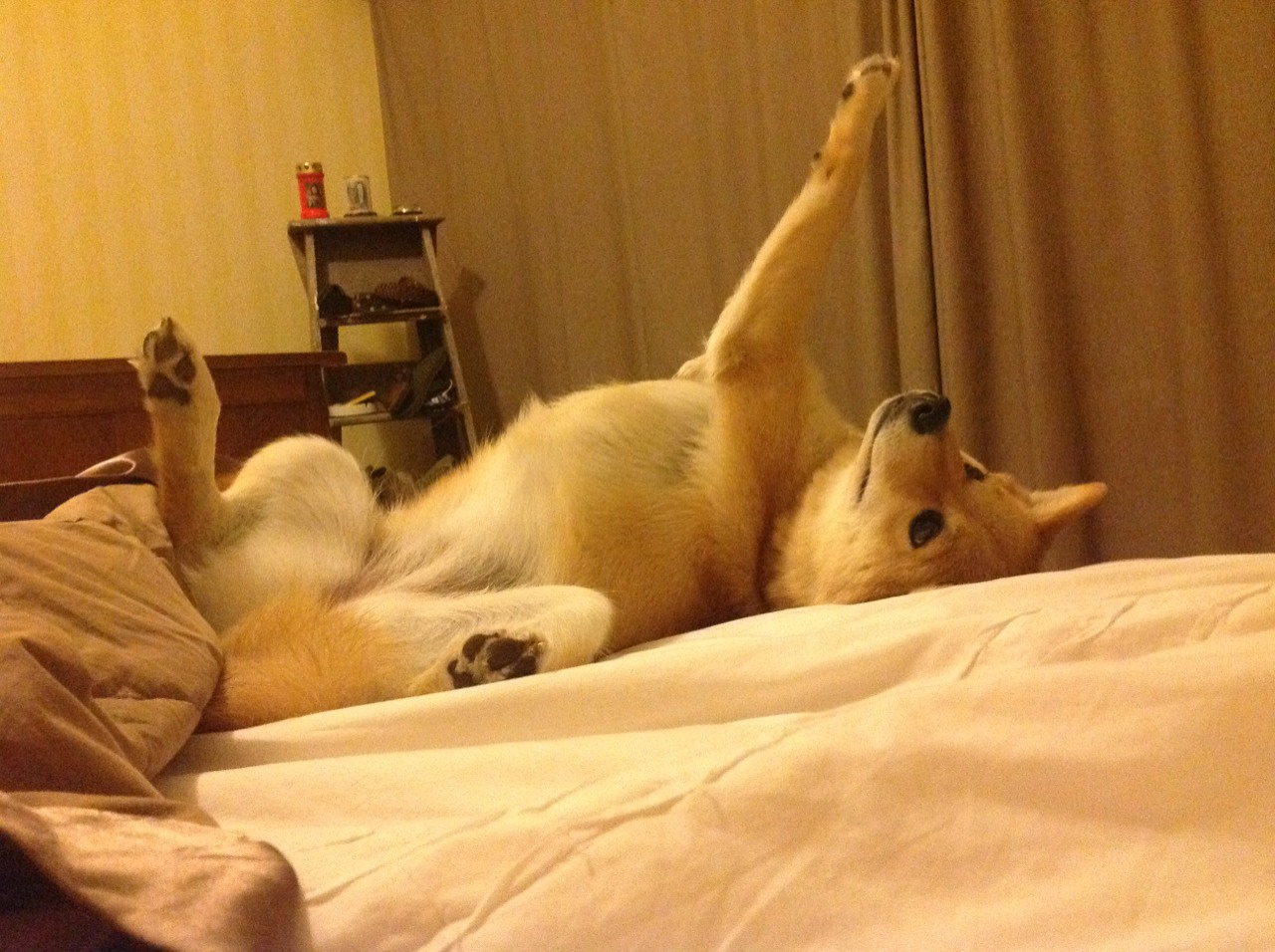 国家橄榄球队公布训练基地升级及开放计划，国家橄榄球队公布训练基地升级及开放计划