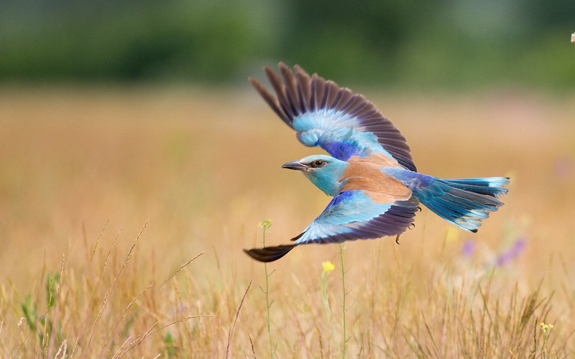尤文图斯再签大牌中场,意甲豪门展望未来