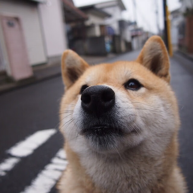 开云入口-水球快攻奥地利打出气势，奥地利开球