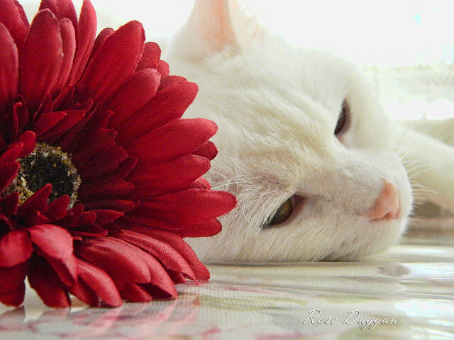 英超激烈冲刺：每场都精彩绝伦，悬念不断！，英超现场