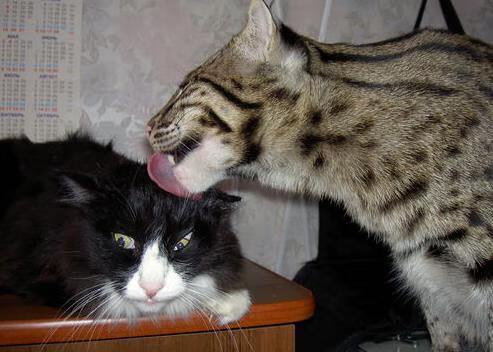 kaiyun登录入口-马拉维男篮在非洲锦标赛中再次夺冠，创造历史新篇章，非洲马拉维说什么语言